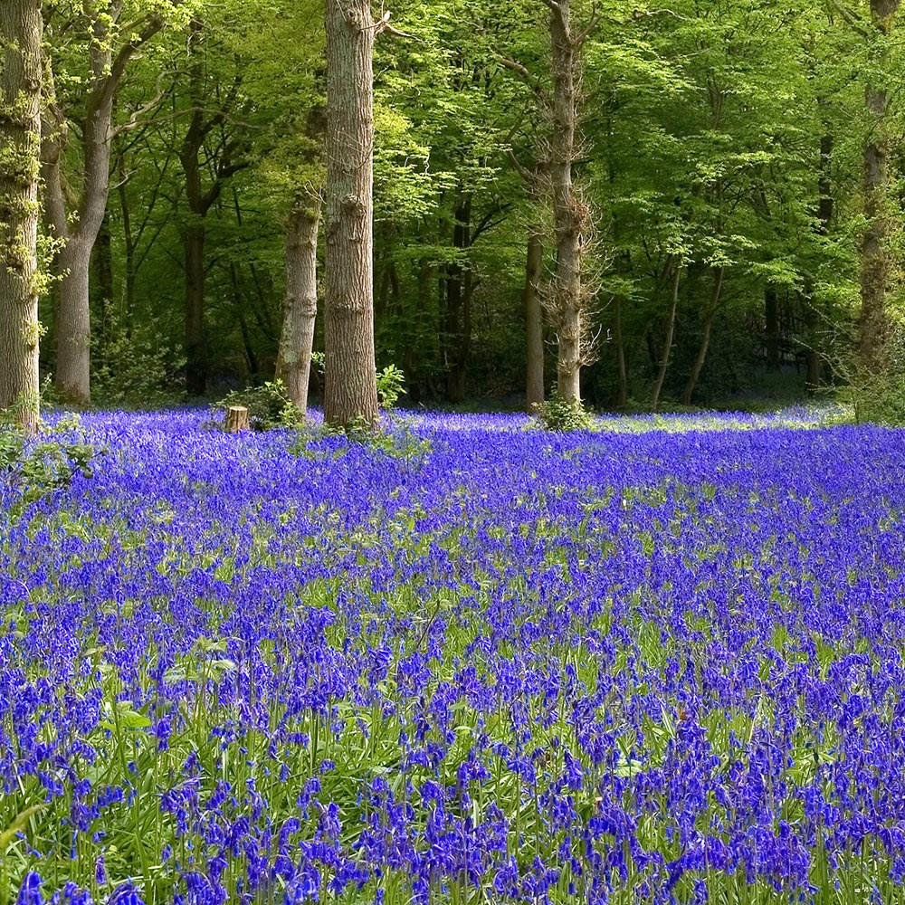 bluebell bluebell