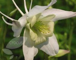 Aquilegia vulgaris var. alba (granny's bonnet)