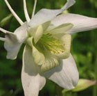 granny's bonnet