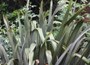 New Zealand Flax