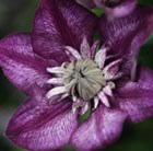 clematis (group 3)