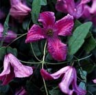 clematis (group 3)