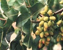 Pistacia lentiscus (mastic tree)