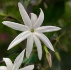 stary wild jasmine
