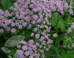 Chaerophyllum hirsutum 'Roseum' (hairy chervil)