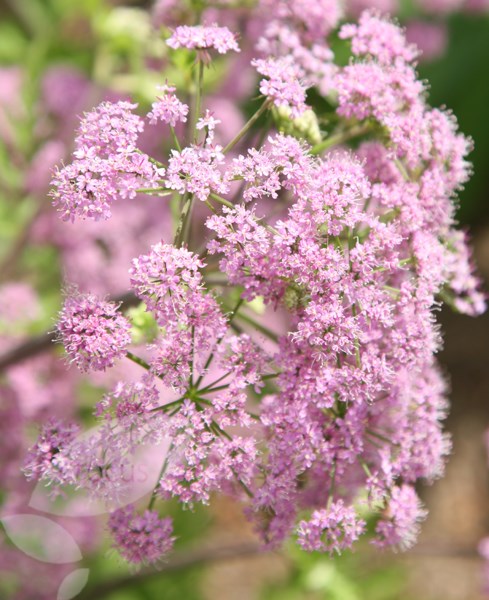 hairy chervil