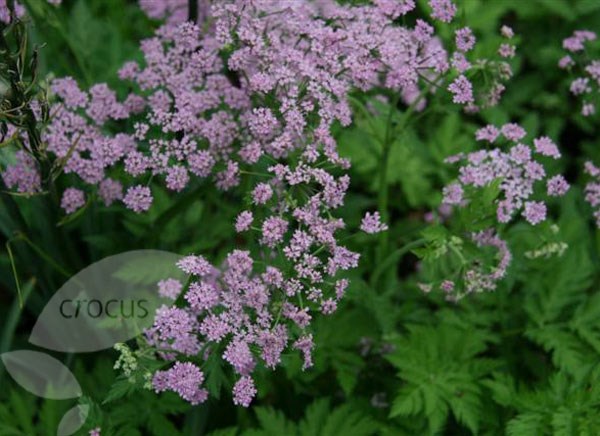 hairy chervil