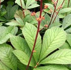 rodgersia