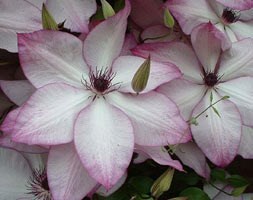 Clematis 'Fond Memories' (clematis (group 3))