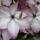 clematis (group 3)