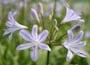 Image of: African Lily