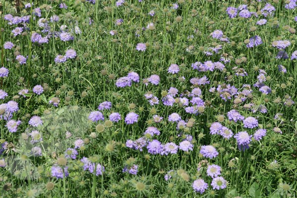 pincushion flower