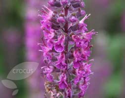 germander