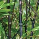 black bamboo