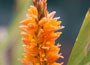 Ginger Lily