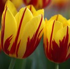 single early tulip