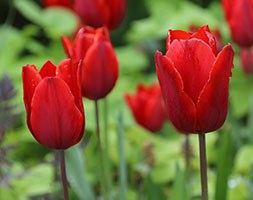 Tulipa 'Couleur Cardinal' (triumph tulip bulbs)