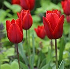 triumph tulip