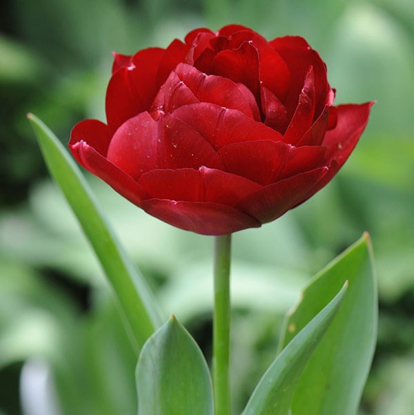 double late tulip bulbs