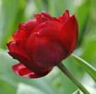 double late tulip