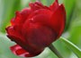 double late tulip bulbs