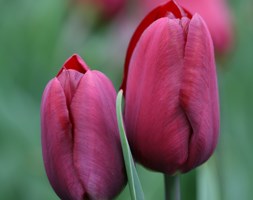 triumph tulip bulbs