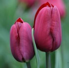 triumph tulip