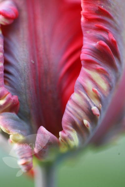 parrot tulip bulbs