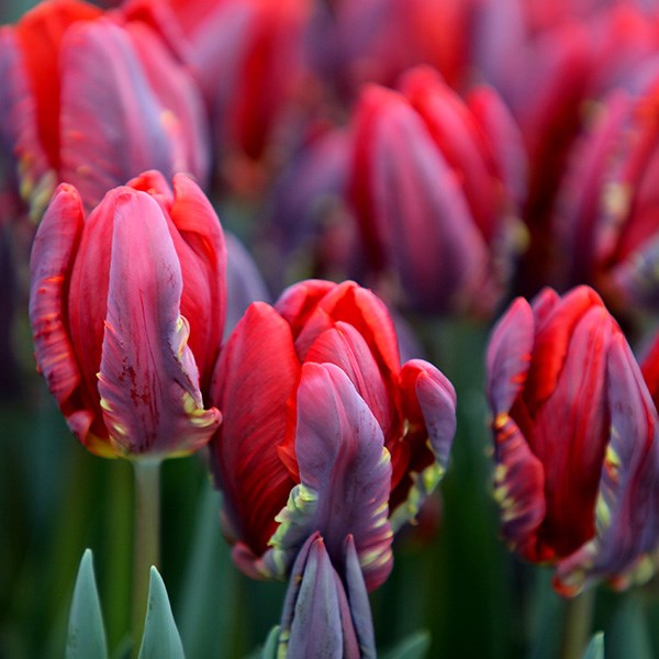 parrot tulip bulbs