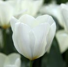 fosteriana tulip (syn. White Emperor)