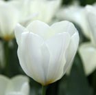 Tulipa Purissima