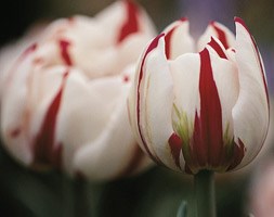 Tulipa 'Carnaval de Nice' (double late tulip)