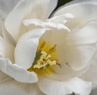 Tulipa Mount Tacoma