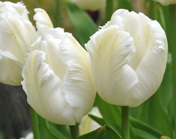 Tulipa 'White Parrot' (parrot tulip bulbs)