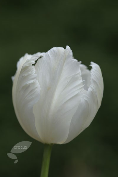 parrot tulip bulbs