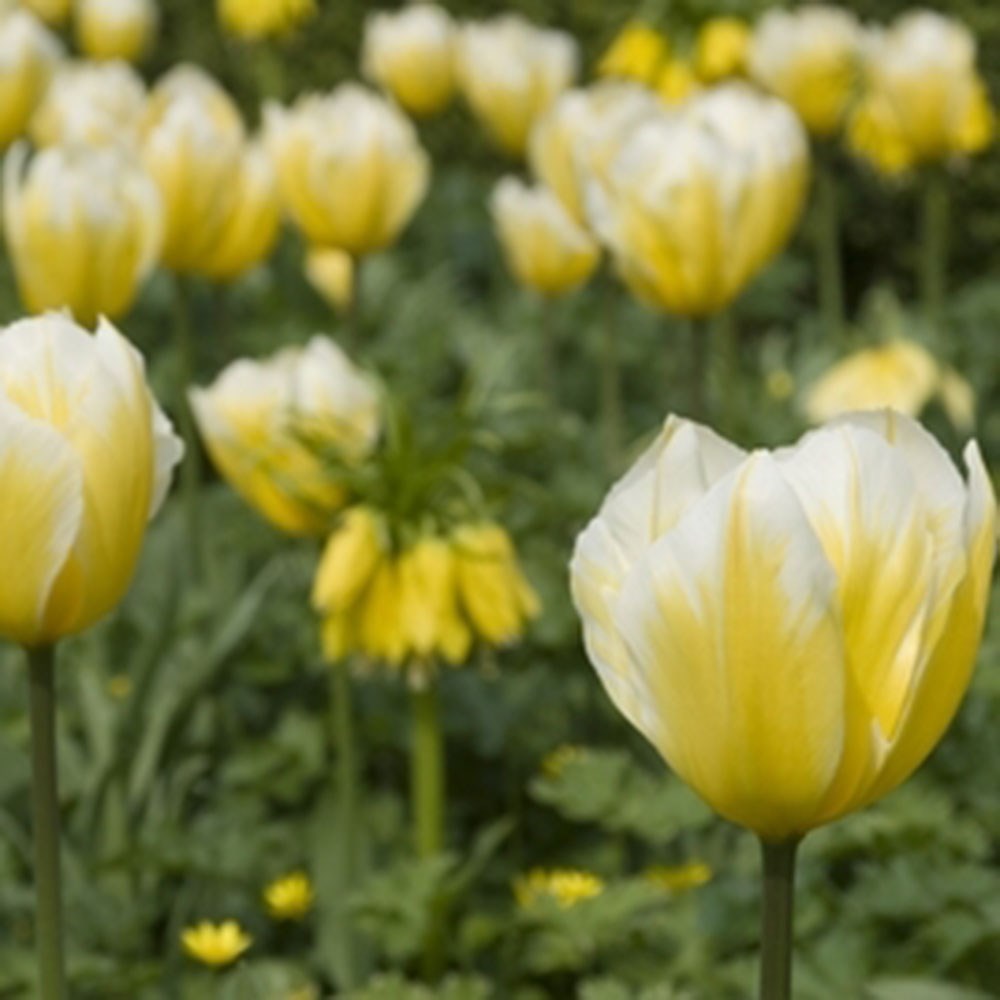 fostariana fulip bulbs fostariana fulip bulbs