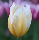 Tulipa Sweetheart