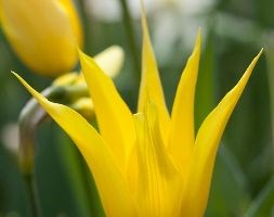 Tulipa 'West Point' (liliflora tulip bulbs)