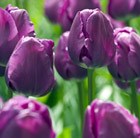 Tulipa Negrita