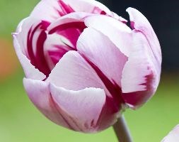 Tulipa 'Zurel' (triumph tulip)
