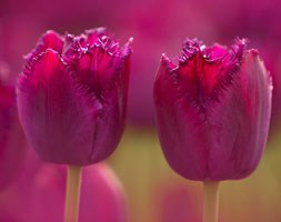 Tulipa 'Curly Sue' (fringed tulip bulbs)