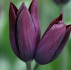 triumph tulip