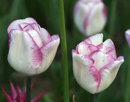 triumph tulip bulbs