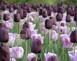 triumph tulip bulbs