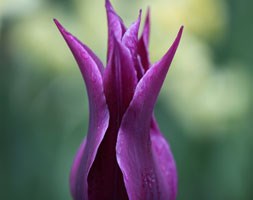 lily flowered tulip bulbs