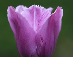 Tulipa 'Blue Heron' (fringed tulip bulbs)