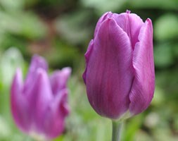 Tulipa 'Blue Ribbon' (triumph tulip bulbs)