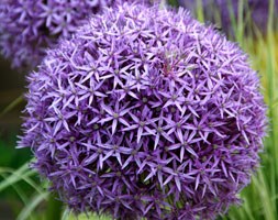 Allium 'Globemaster' (ornamental onion bulbs)