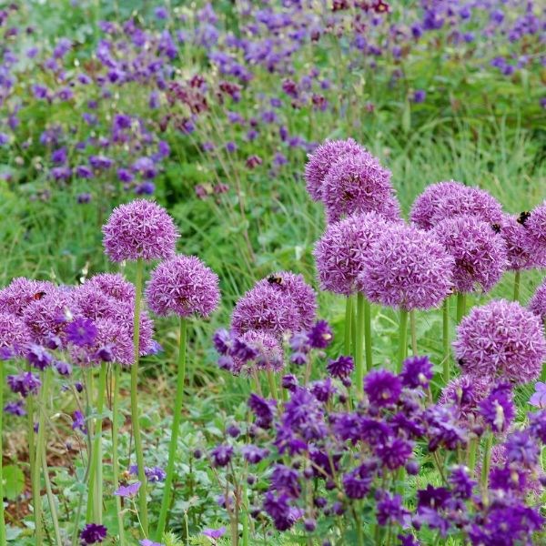 ornamental onion bulbs