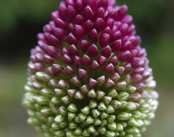 Allium sphaerocephalon (round-headed leek bulbs)